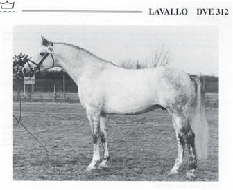 Lavallo